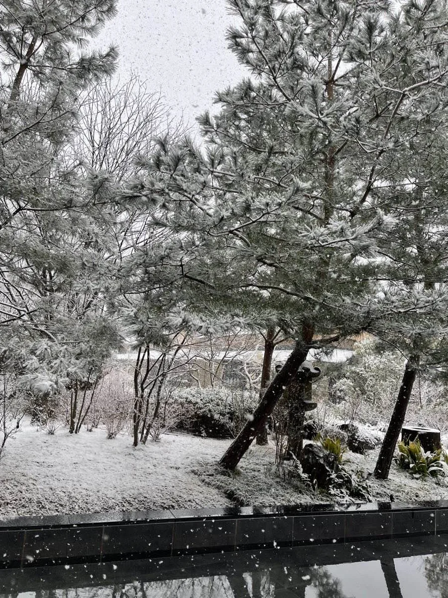 雪をかぶった松の木
